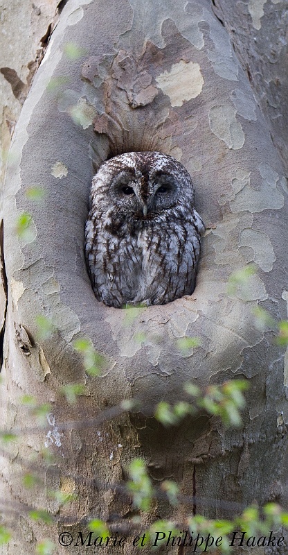 Chouette hulotte 4111_wm.jpg - Chouette hulotte, Tawny Owl, Strix aluco (Genève, Suisse, avril 2011)